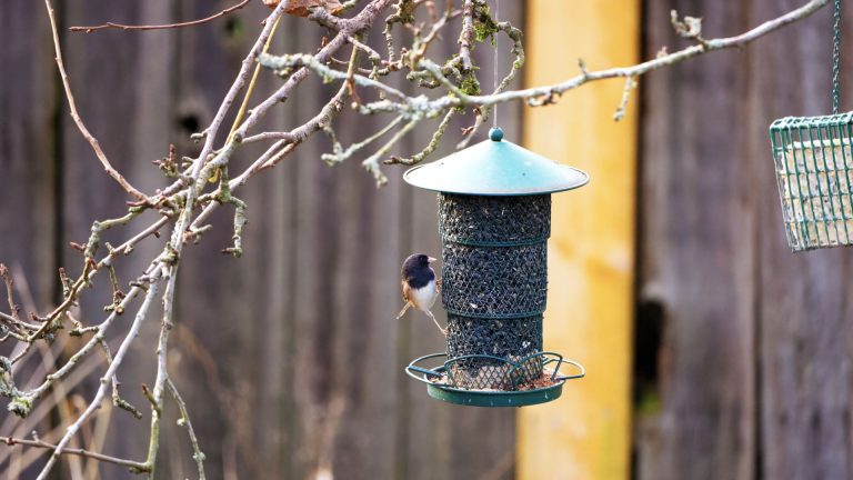 Mon voisin nourrit les oiseaux : droits, la loi et vos recours en 2026